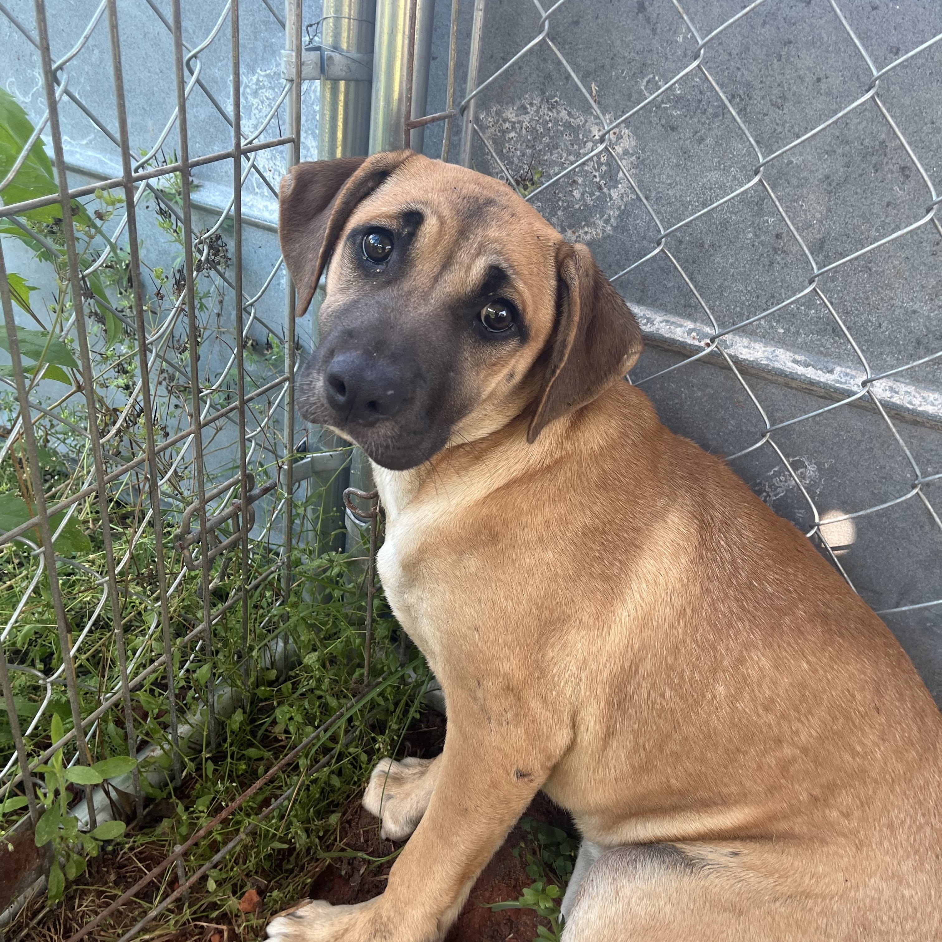 Kera, a Adoptable mixed breed in Brewton, AL image 2/2