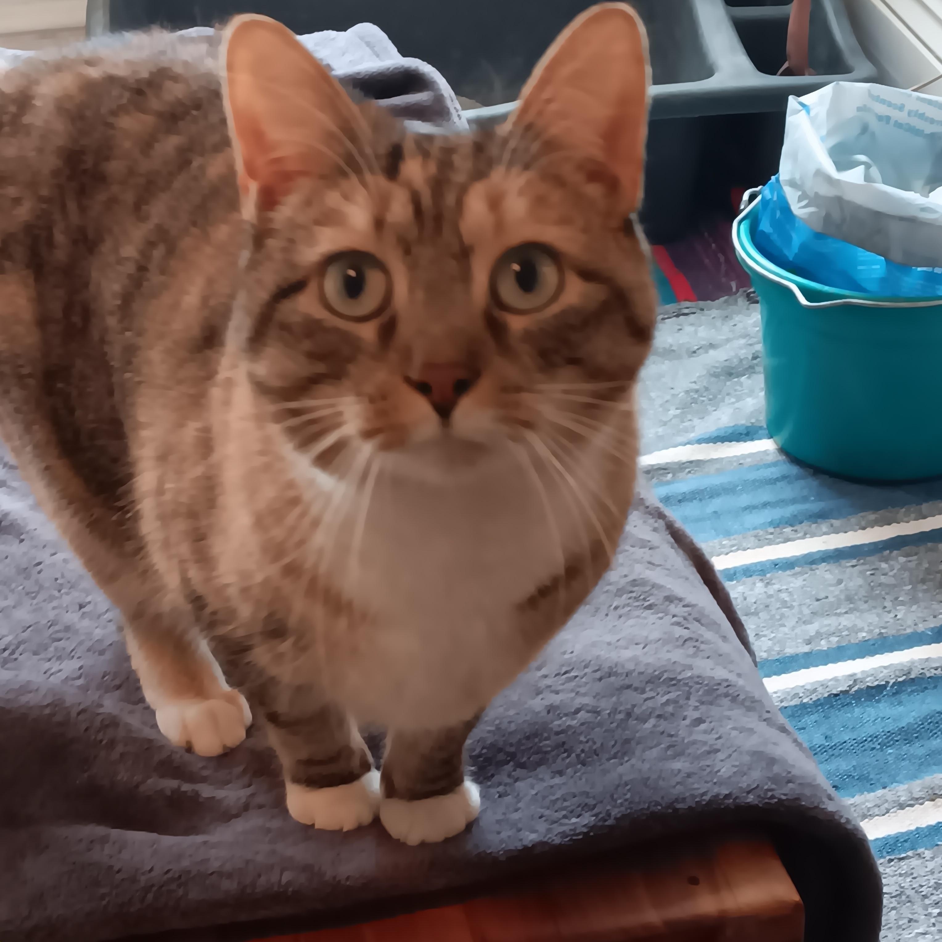 Sue, ADOPTABLE, Adult Female Domestic Short Hair.