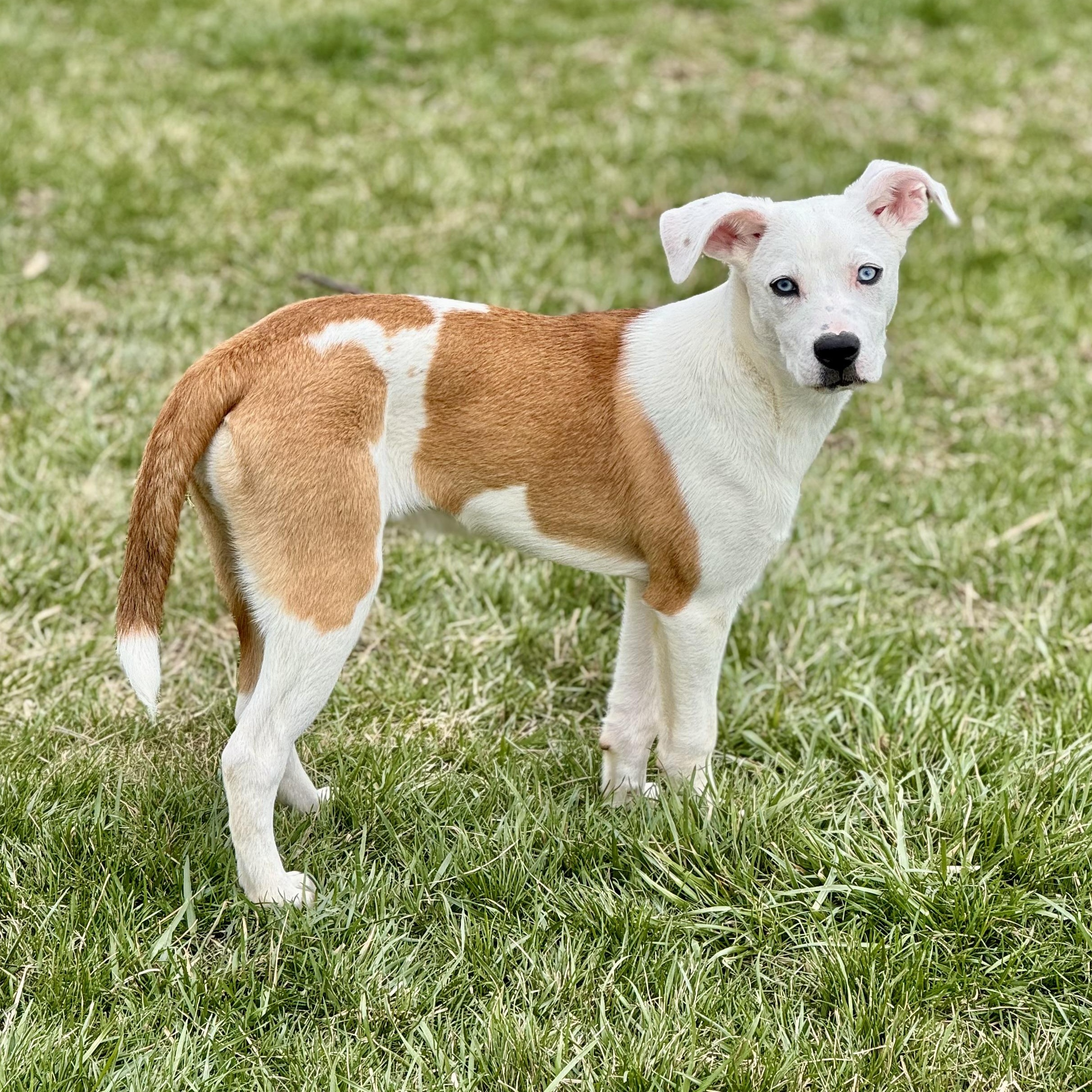 Enlarge Iris-Available! www.lhar.dog to apply! , an adoptable mixed breed in Frederick, MD image 2/6
