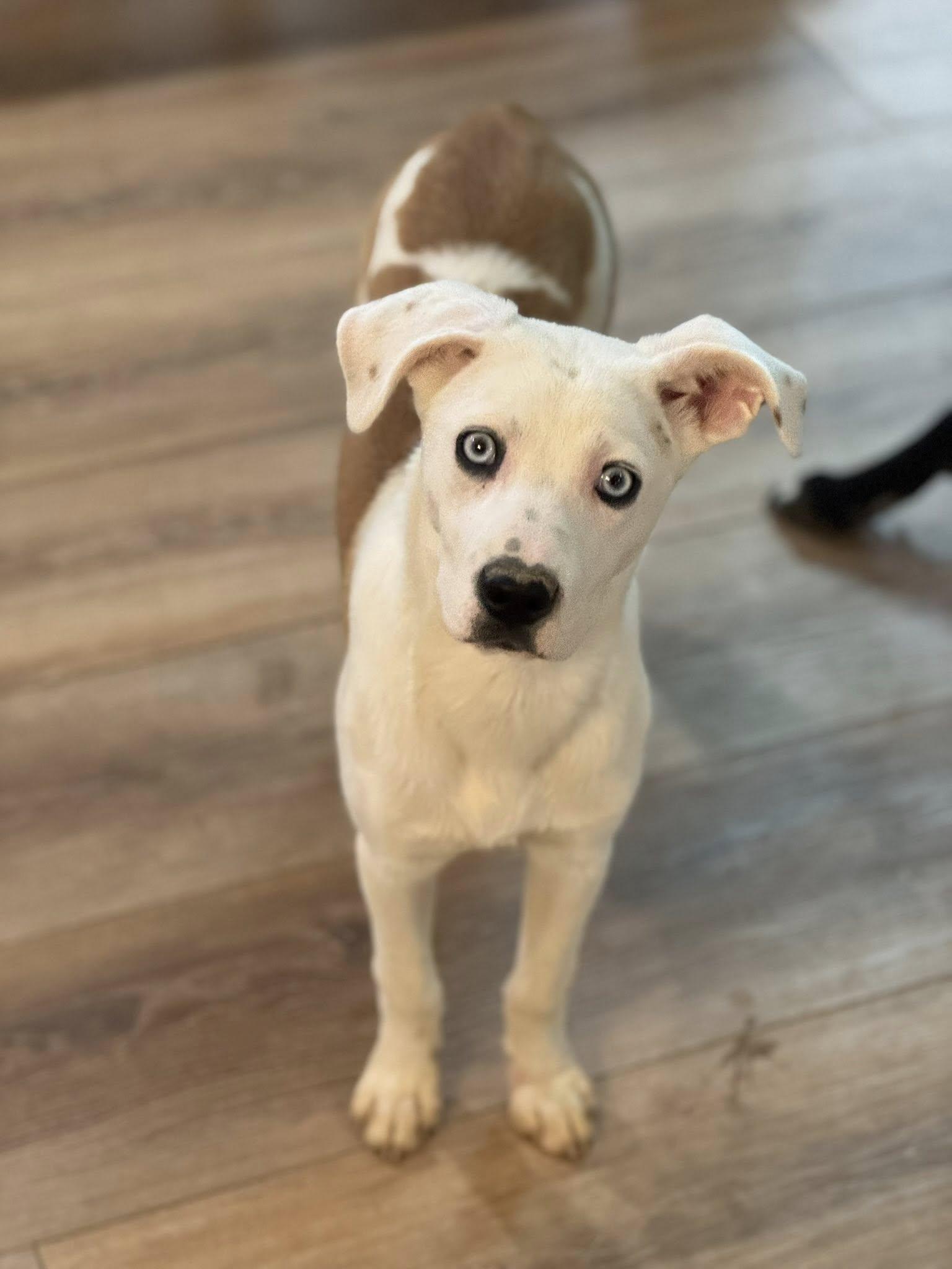 Enlarge Iris-Available! www.lhar.dog to apply! , an adoptable mixed breed in Frederick, MD image 3/6
