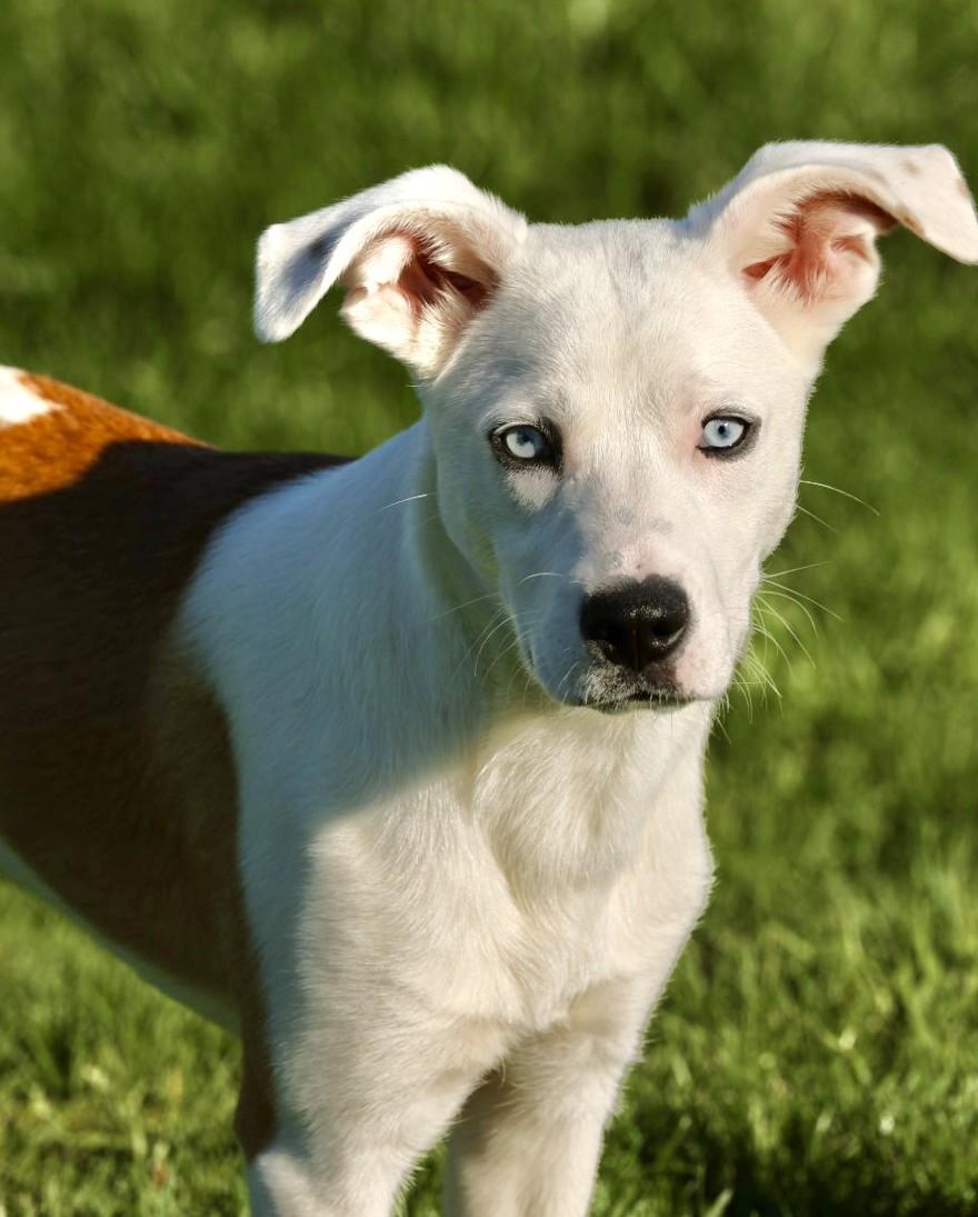 Iris-Available! www.lhar.dog to apply! , adoptable, Puppy Female Husky.