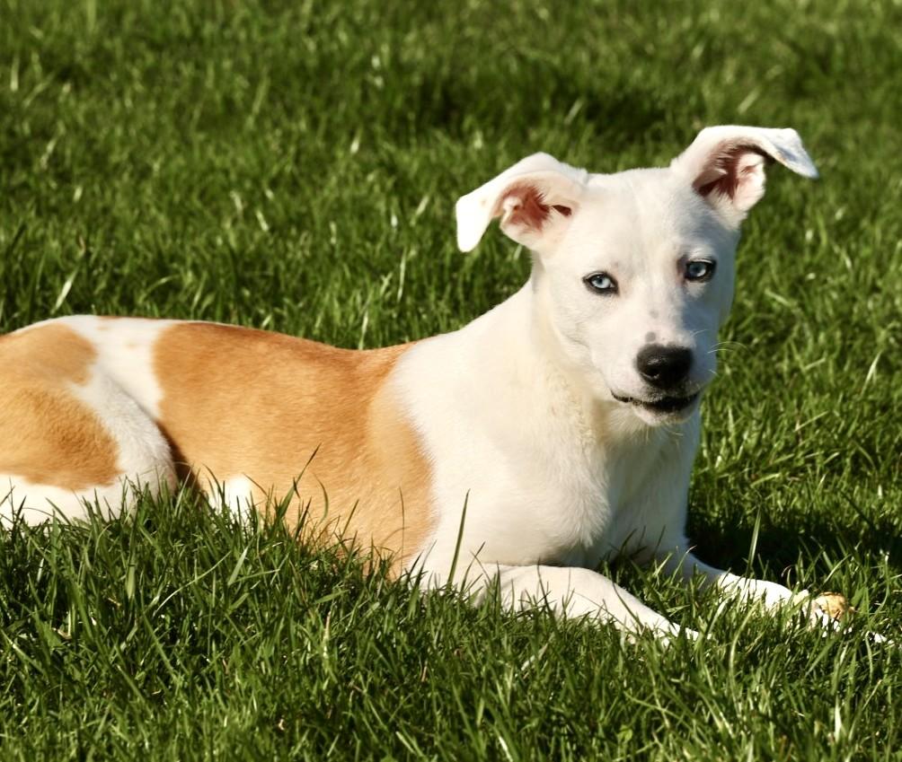 Enlarge Iris-Available! www.lhar.dog to apply! , an adoptable mixed breed in Frederick, MD image 2/6