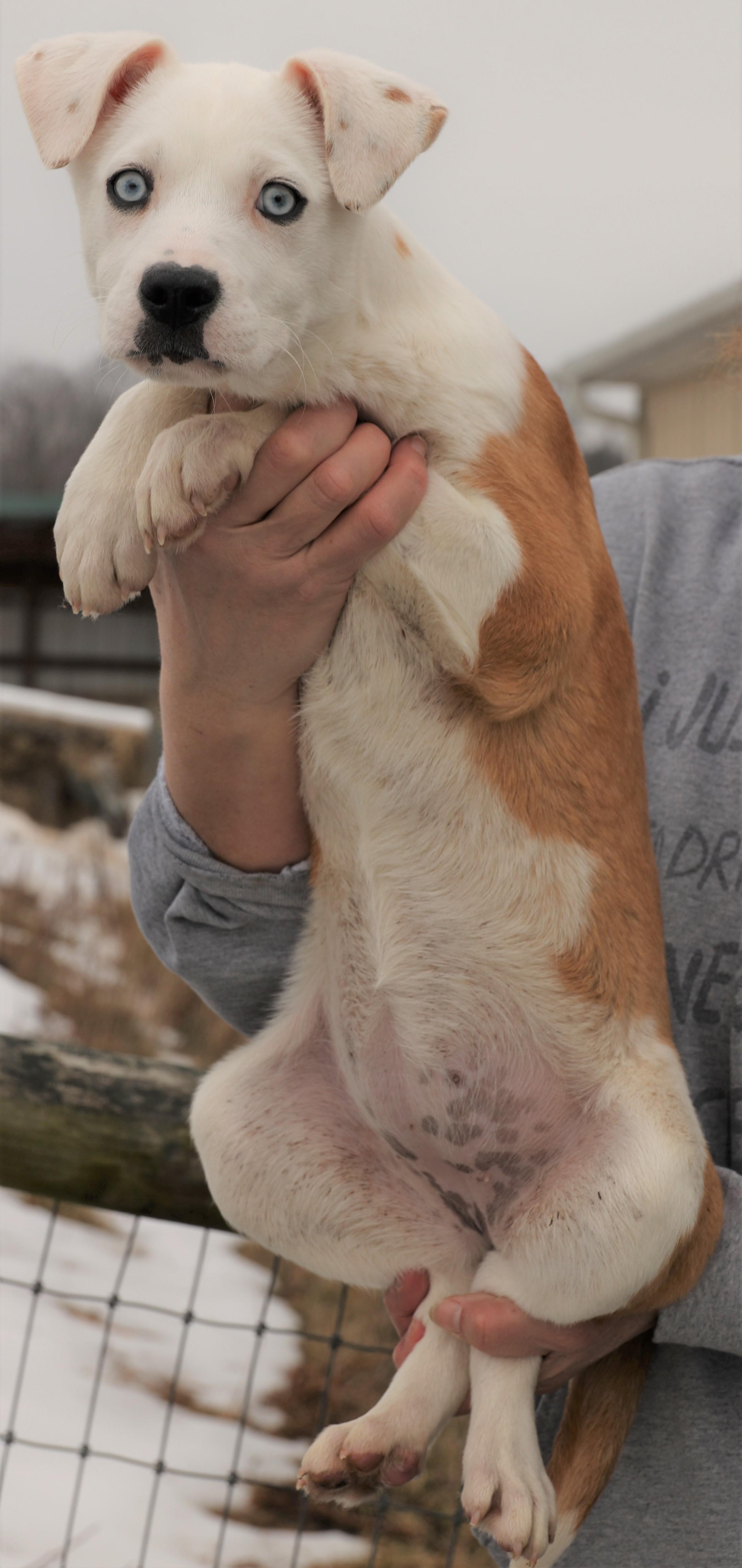 Enlarge Iris-Available! www.lhar.dog to apply! , an adoptable mixed breed in Frederick, MD image 4/5