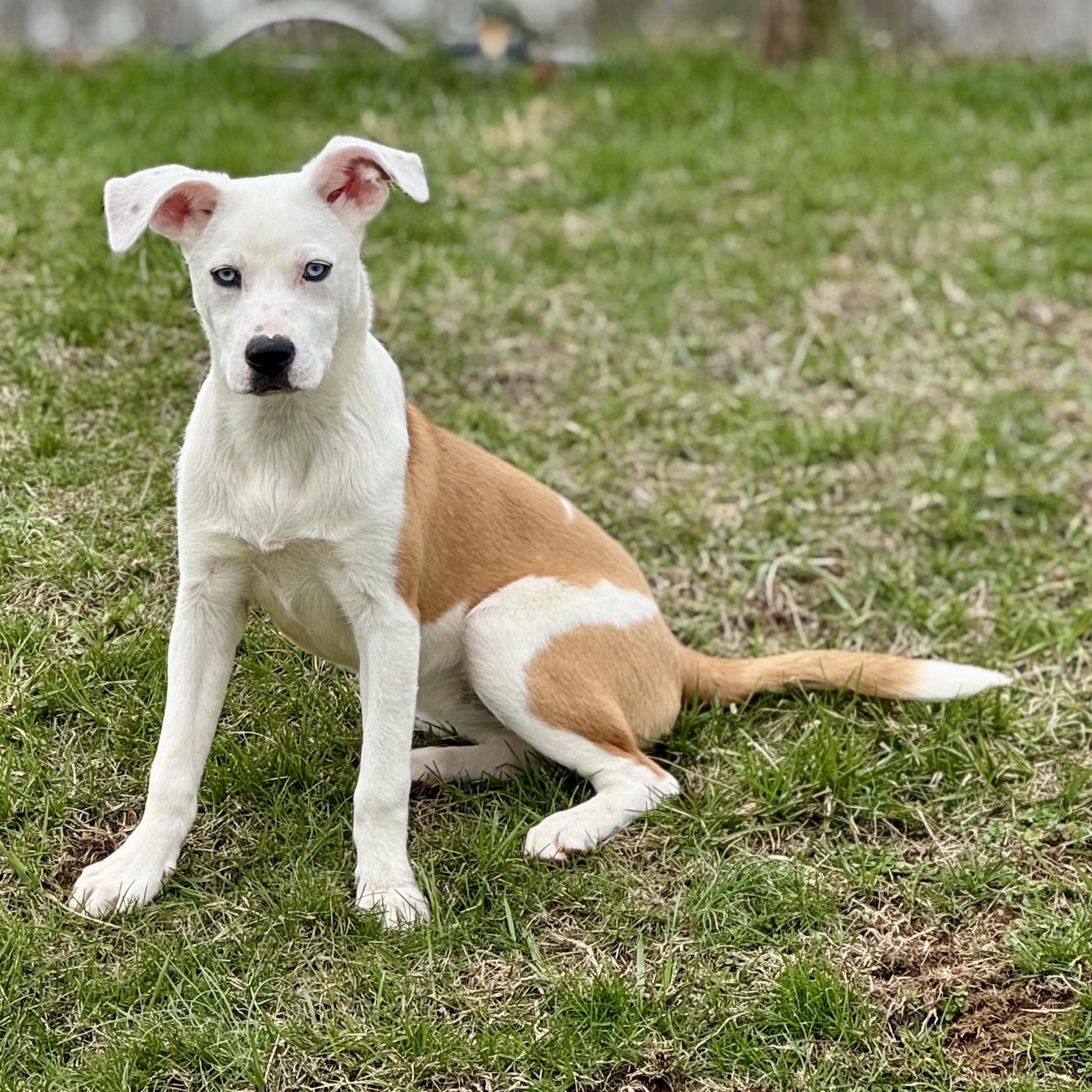 Enlarge Iris-Available! www.lhar.dog to apply! , an adoptable mixed breed in Frederick, MD image 3/6
