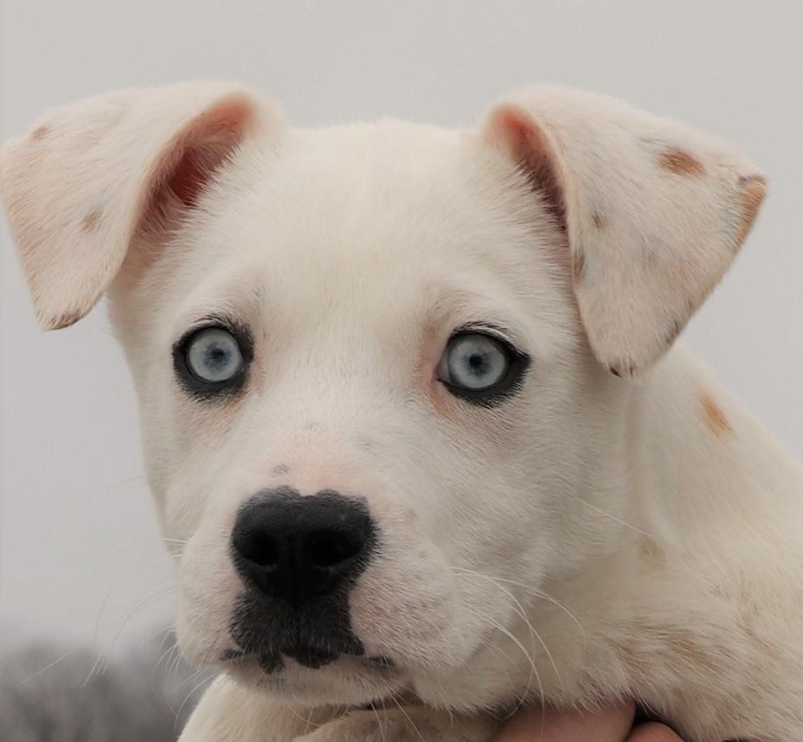 Enlarge Iris-Available! www.lhar.dog to apply! , an adoptable mixed breed in Frederick, MD image 1/5