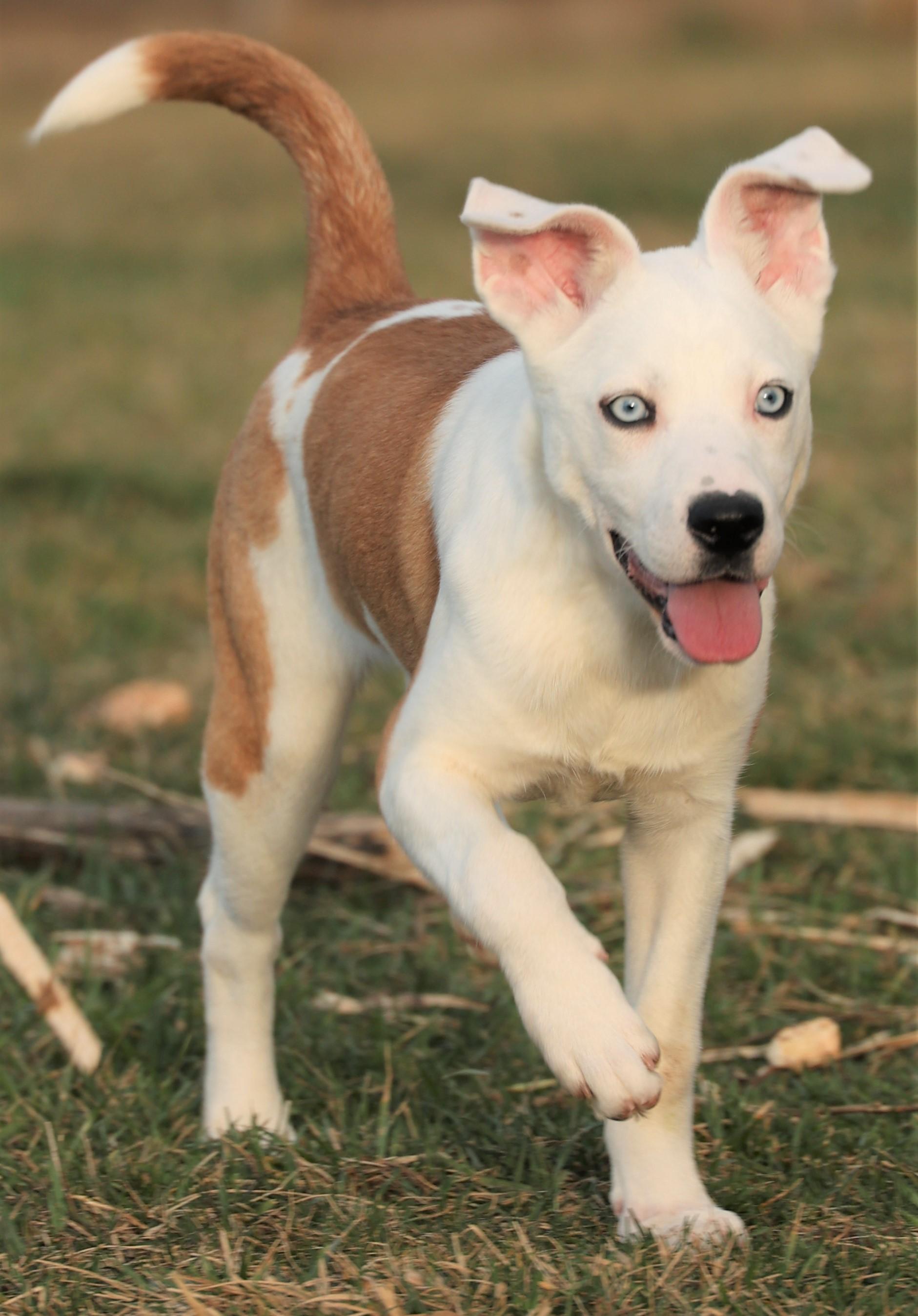 Iris-Available! www.lhar.dog to apply! , adoptable, Puppy Female Collie & Husky.