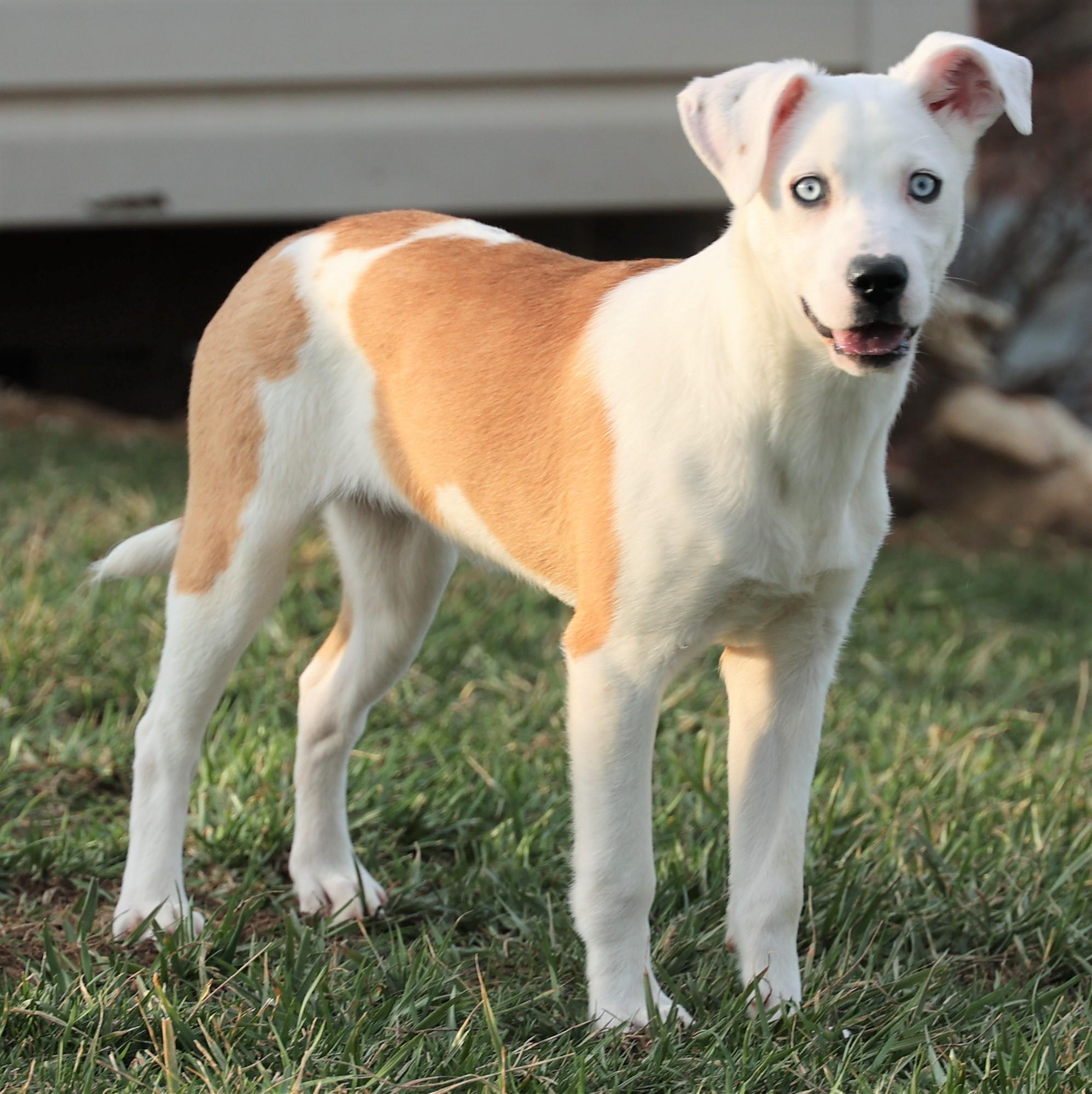 Enlarge Iris-Available! www.lhar.dog to apply! , an adoptable mixed breed in Frederick, MD image 4/6