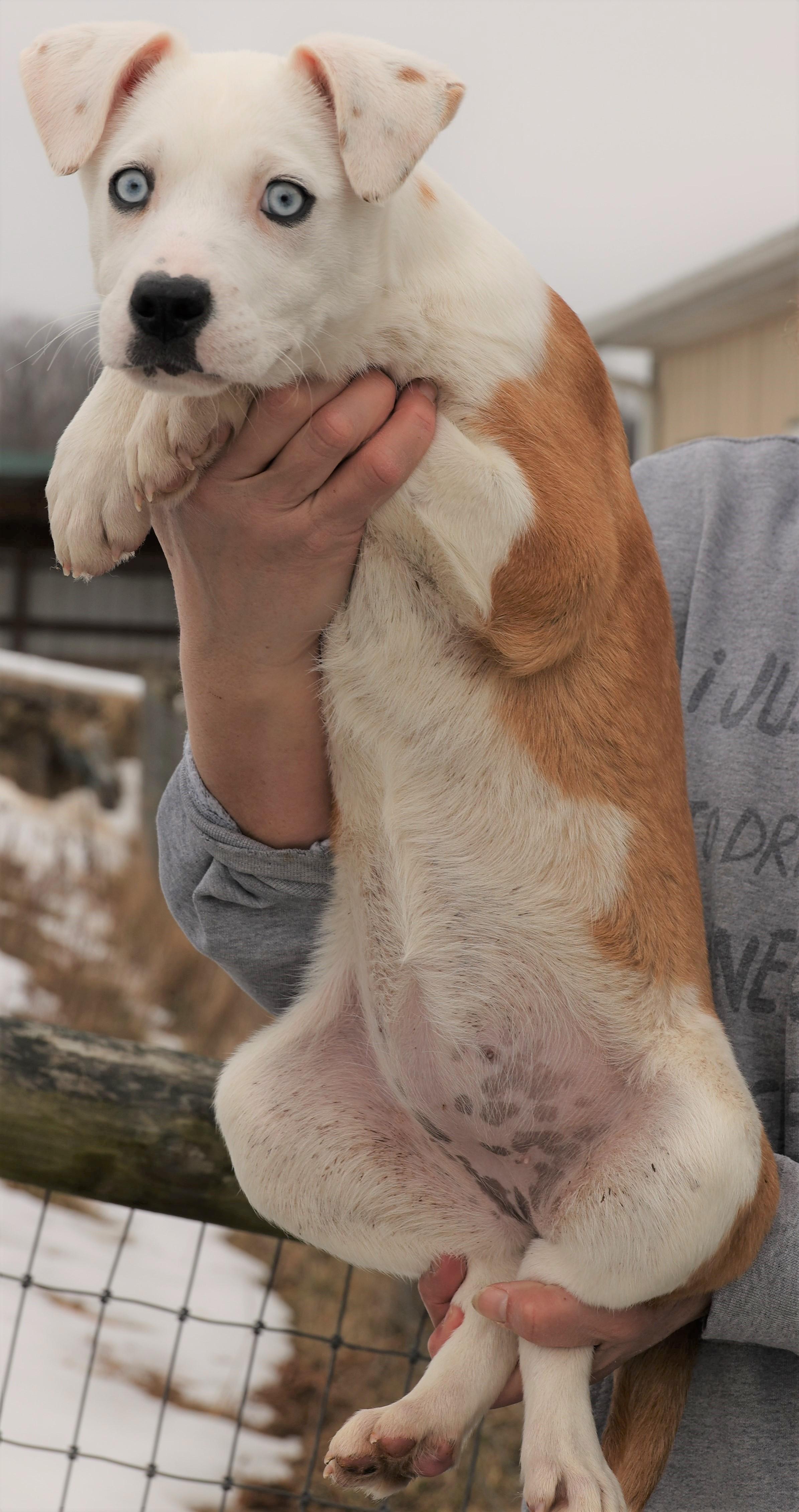 Enlarge Iris-Available! www.lhar.dog to apply! , an adoptable mixed breed in Frederick, MD image 5/5