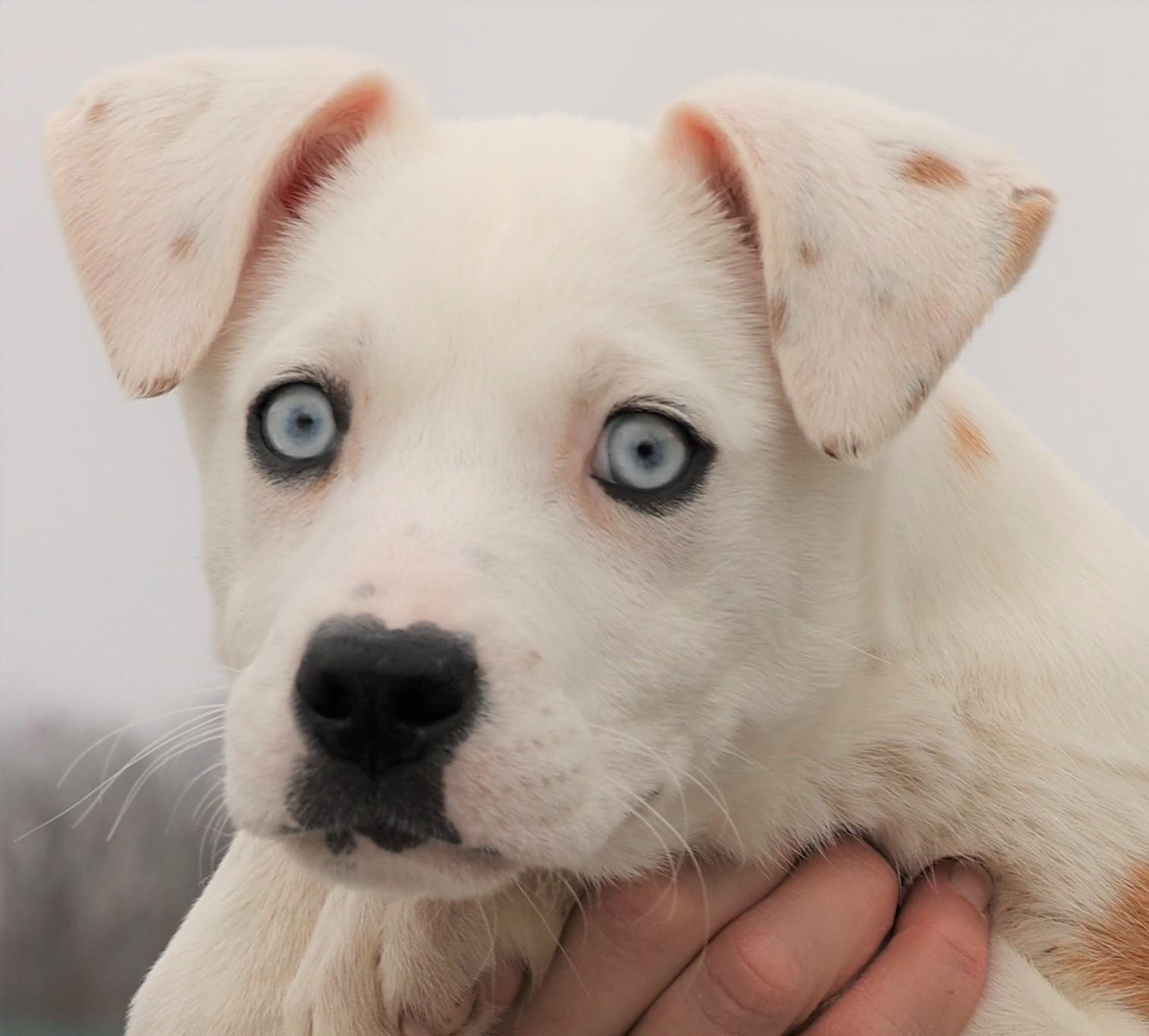 Enlarge Iris-Available! www.lhar.dog to apply! , an adoptable mixed breed in Frederick, MD image 2/5