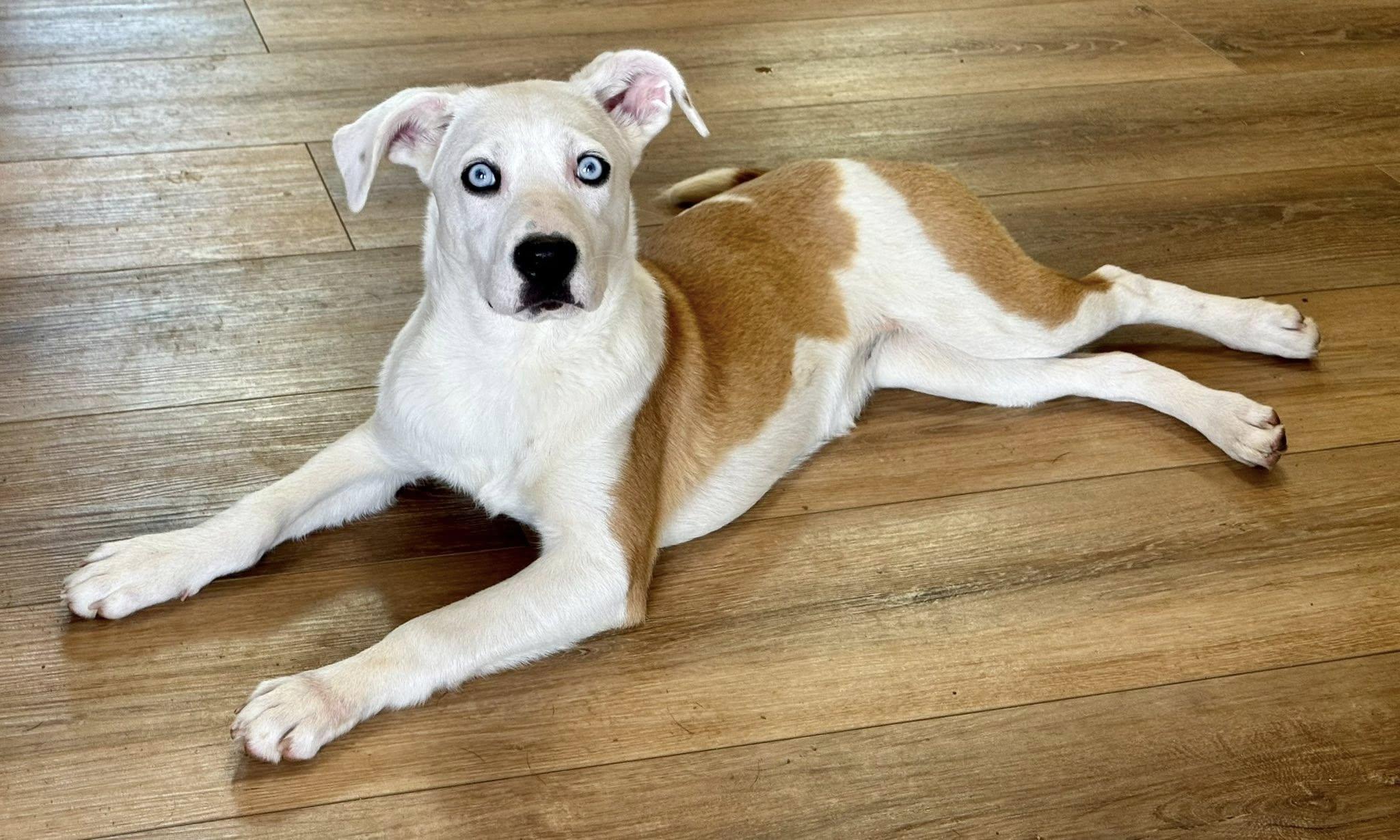 Enlarge Iris-Available! www.lhar.dog to apply! , an adoptable mixed breed in Frederick, MD image 4/6