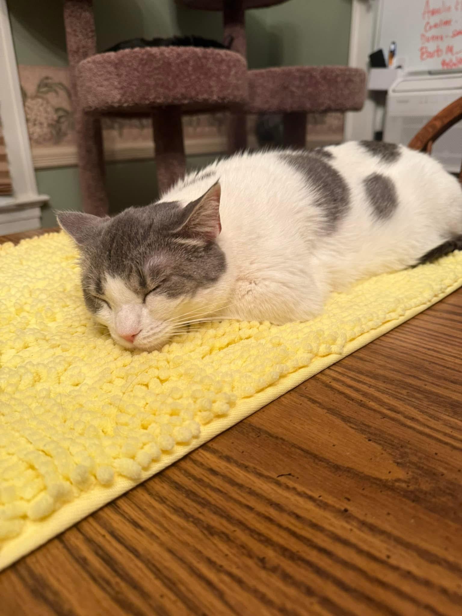 Enlarge Nova, a Adoptable Domestic Short Hair in Newark, NJ image 2/3