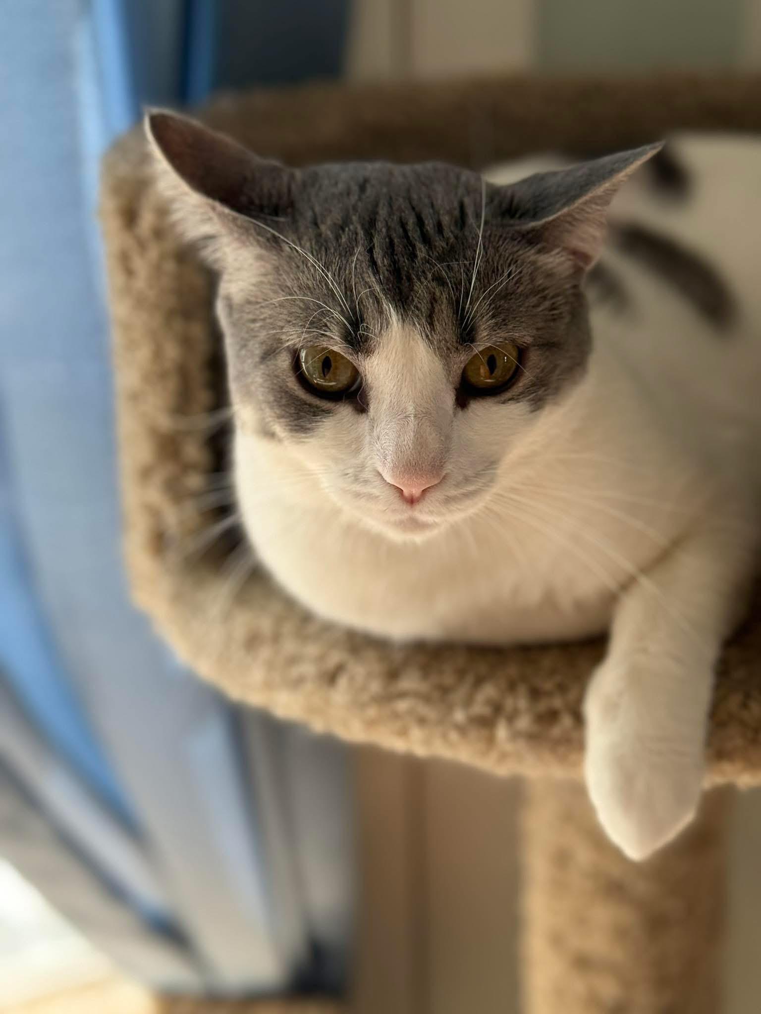 Nova, Adoptable, Adult Female Domestic Short Hair.