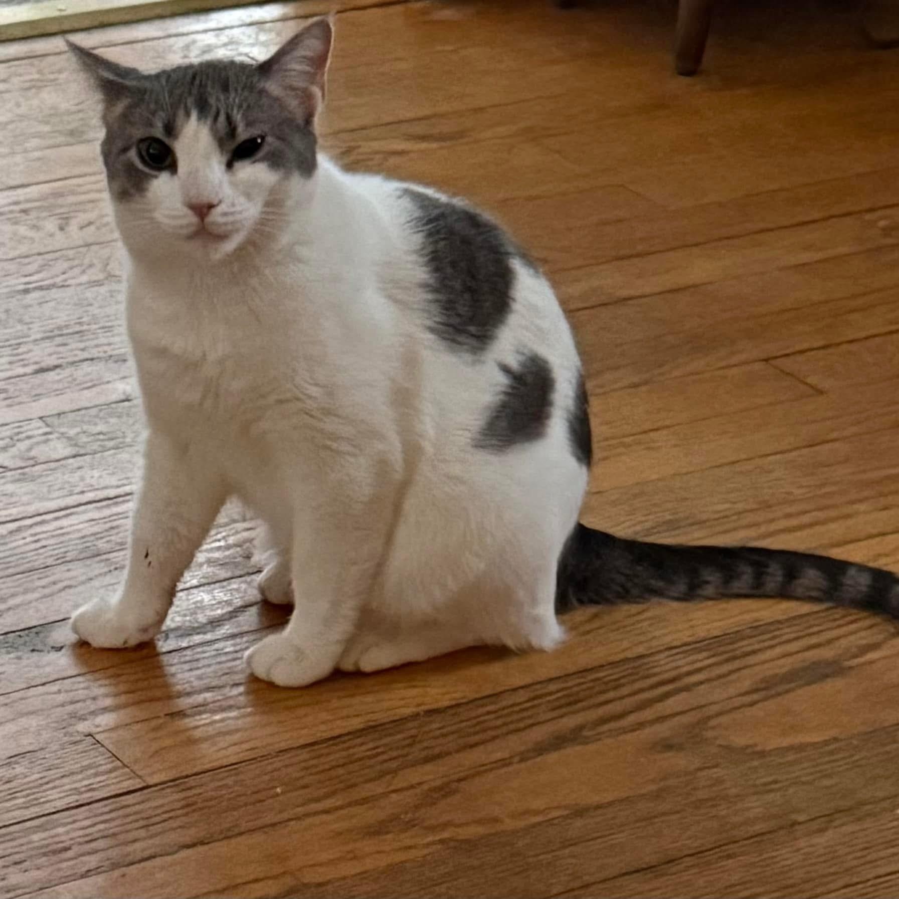 Enlarge Nova, a Adoptable Domestic Short Hair in Newark, NJ image 3/3