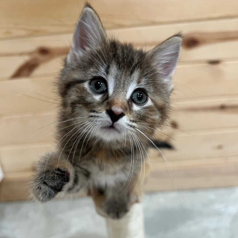 Dixie, Adopted, Kitten Female Tabby & Domestic Short Hair.
