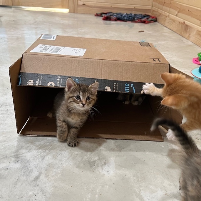 Dixie, a Adopted mixed breed in Mount Carroll, IL image 2/12