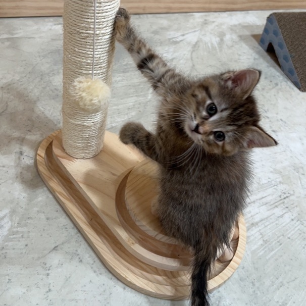 Dixie, a Adopted mixed breed in Mount Carroll, IL image 3/12