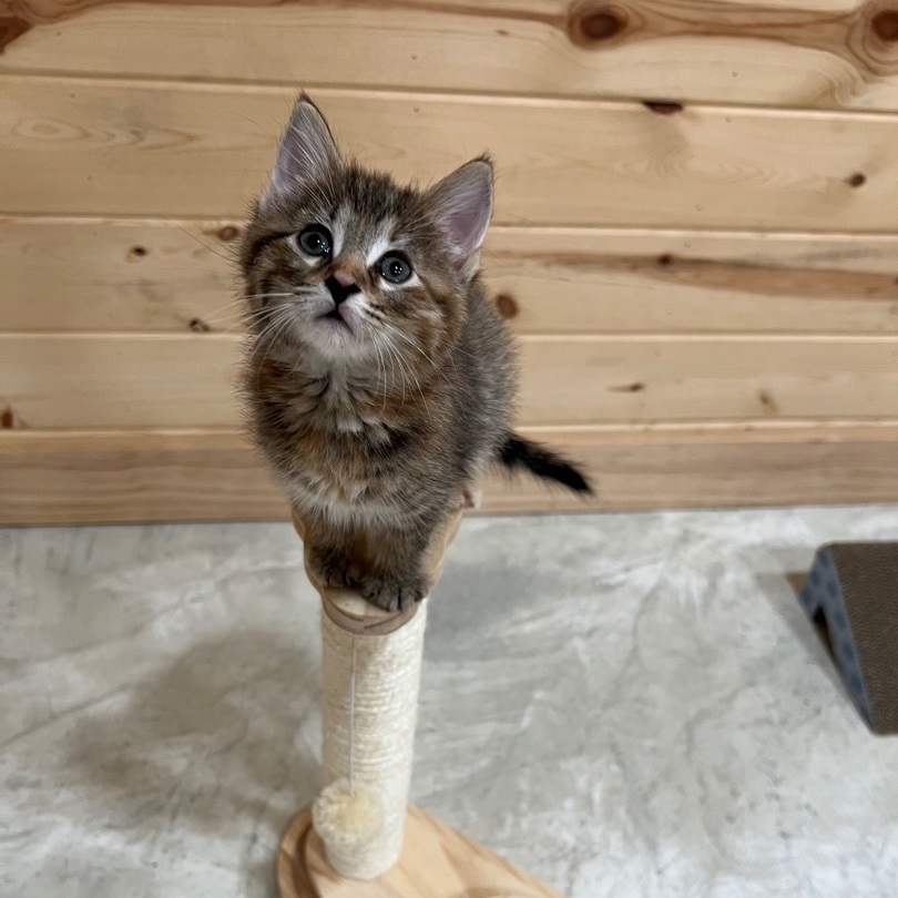 Dixie, Adopted, Kitten Female Tabby & Domestic Short Hair.