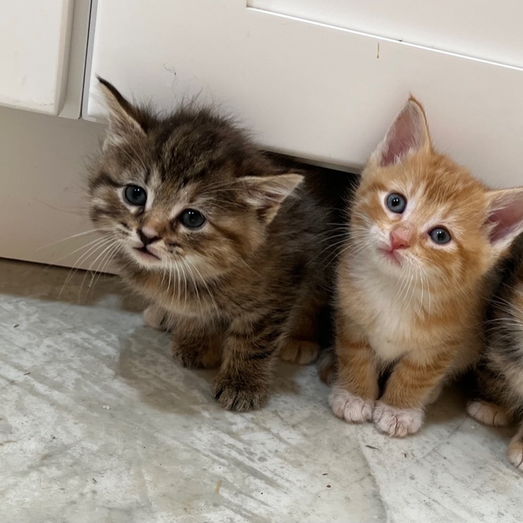 Dixie, a Adopted mixed breed in Mount Carroll, IL image 5/12