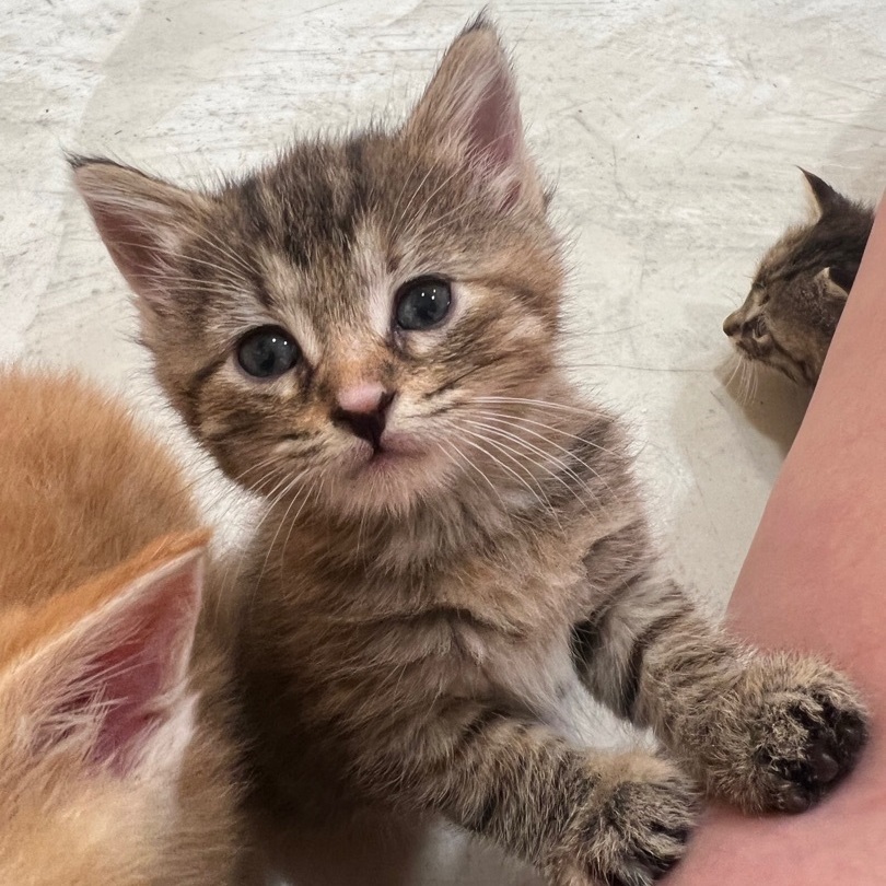 Dixie, a Adopted mixed breed in Mount Carroll, IL image 6/12