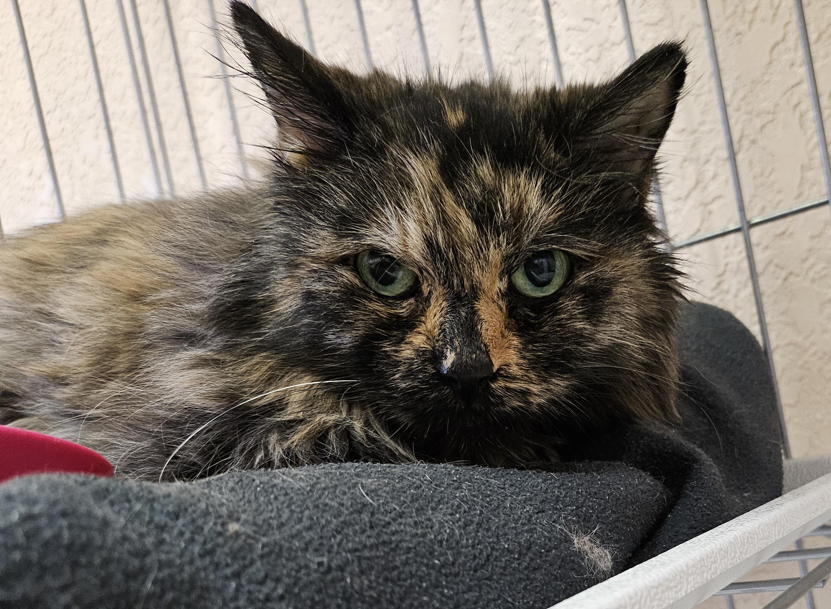 Pretty Girl, adopted, Adult Female Domestic Long Hair.