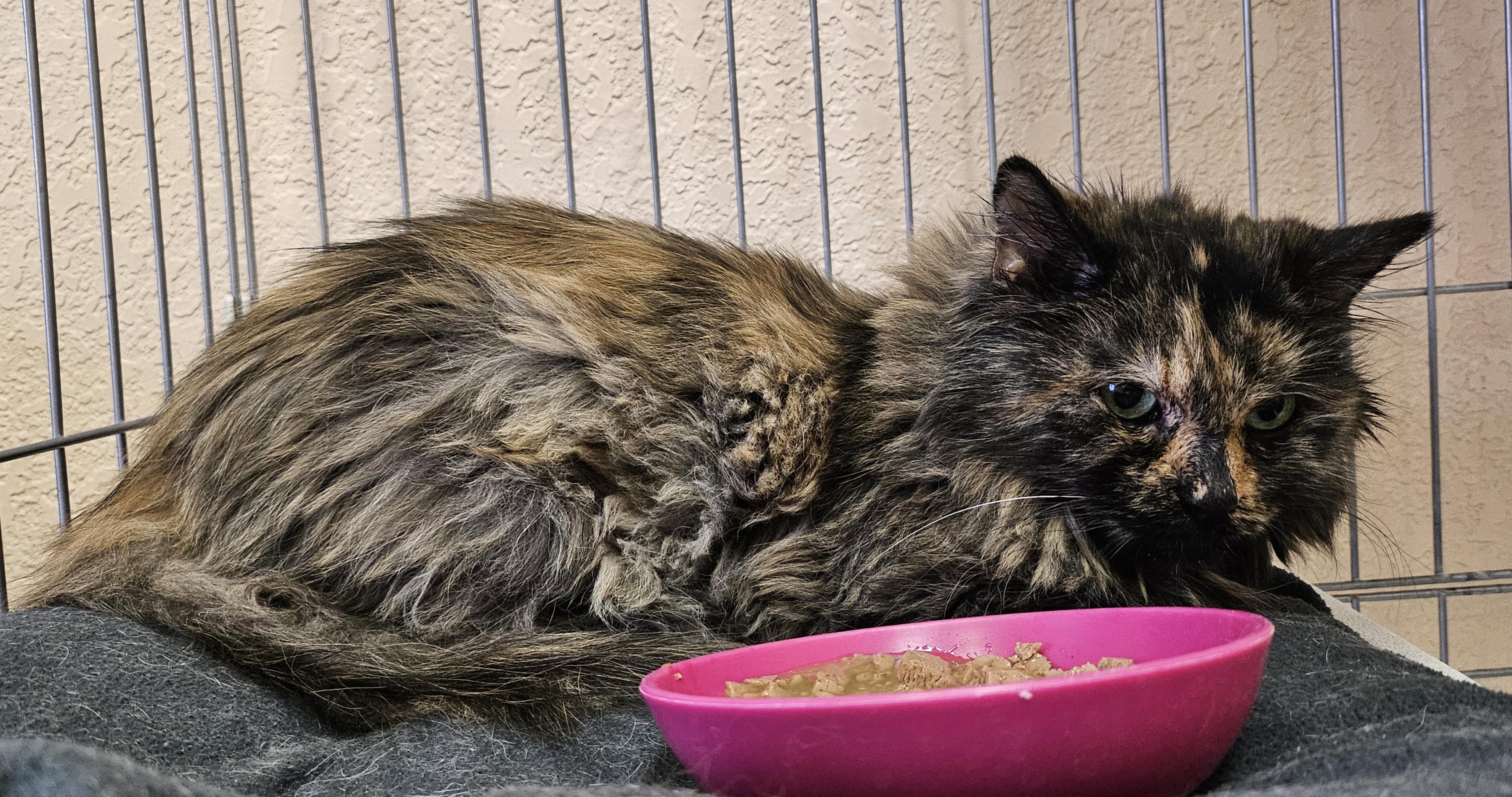Pretty Girl, an adopted Domestic Long Hair in Tucson, AZ image 2/2