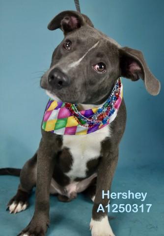 Hershey - LONGTIME RESIDENT, ADOPTABLE, Puppy Male Pit Bull Terrier.