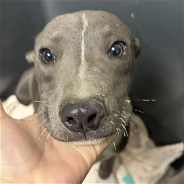 Hershey - LONGTIME RESIDENT, a ADOPTABLE Pit Bull Terrier in Thousand Oaks, CA image 2/2