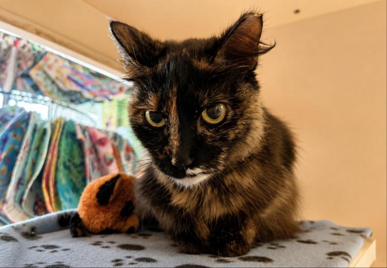Enlarge Sen, a Adoptable mixed breed in Sebastian, FL image 2/6