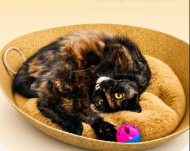 Enlarge Sen, a Adoptable mixed breed in Sebastian, FL image 3/6
