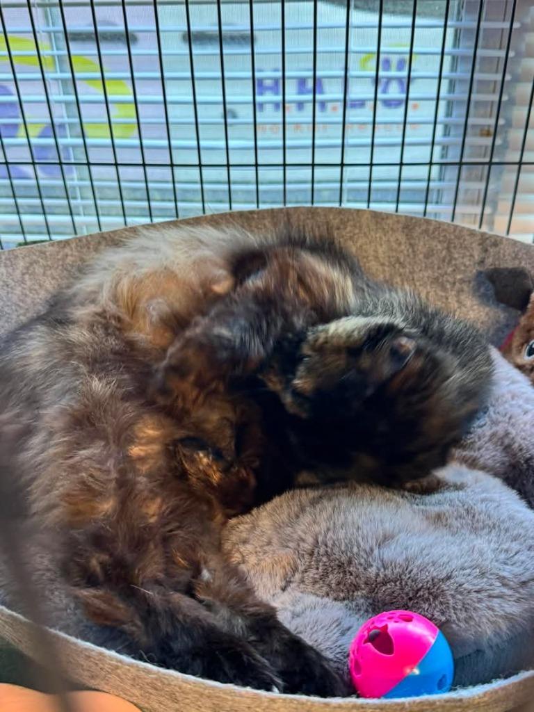 Enlarge Sen, a Adoptable mixed breed in Sebastian, FL image 5/6