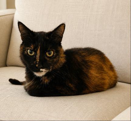 Enlarge Sen, a Adoptable mixed breed in Sebastian, FL image 6/6