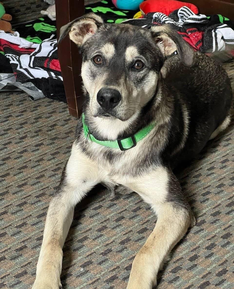 Enlarge Miles (PB), an adopted mixed breed in Schertz, TX image 1/1