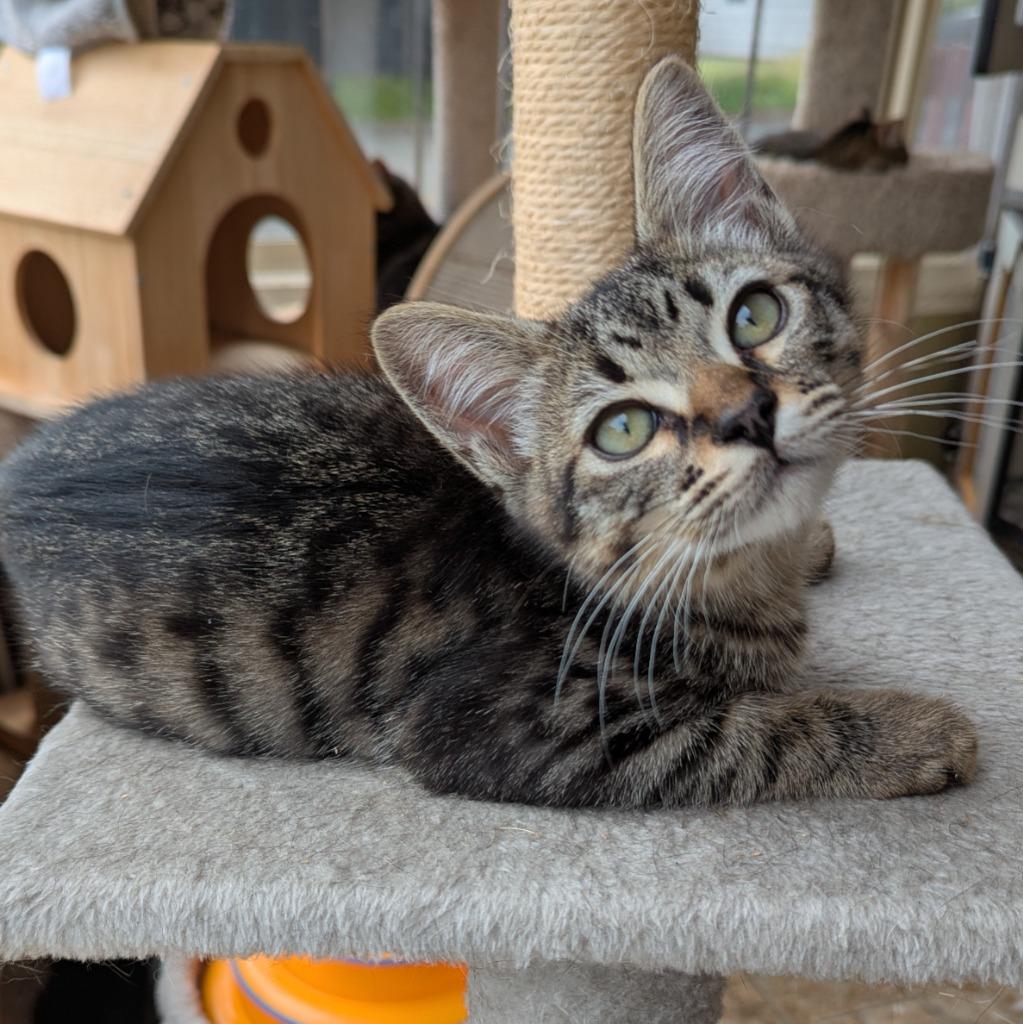 Eggs, Adoptable, Kitten Male Domestic Short Hair.
