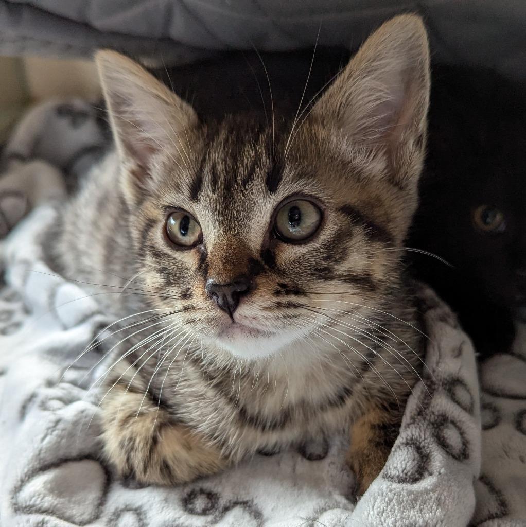 Eggs, Adoptable, Kitten Male Domestic Short Hair.