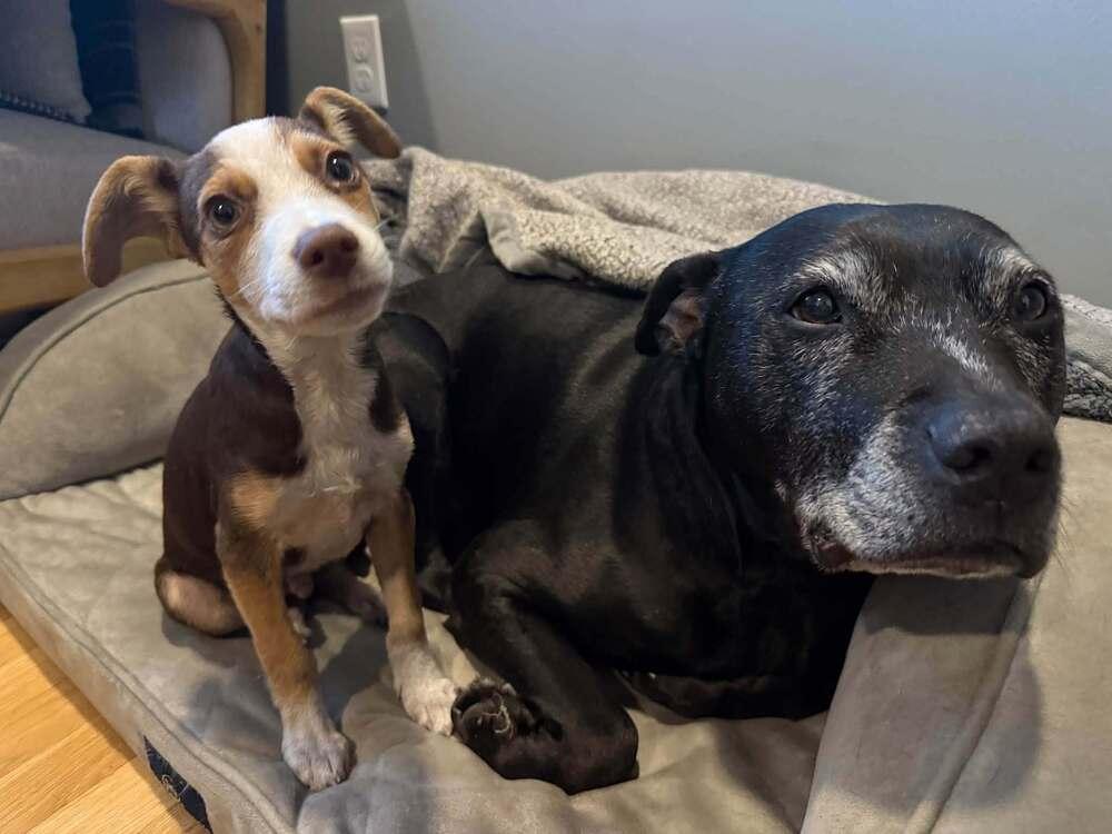Meatball, Adoptable, Puppy Male Mixed Breed.