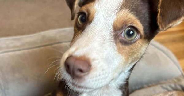 Enlarge Meatball, a Adoptable mixed breed in Waterbury, CT image 2/4
