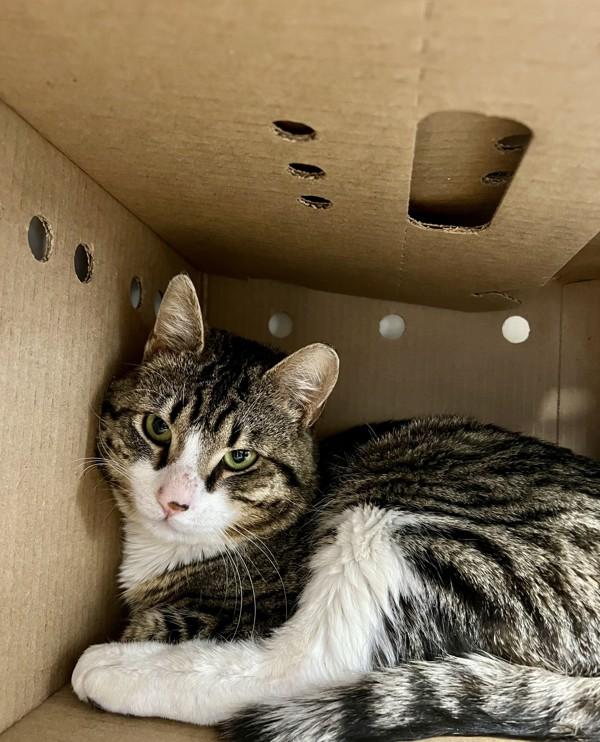 Eddie, a Adoptable mixed breed in Sechelt, BC image 2/3