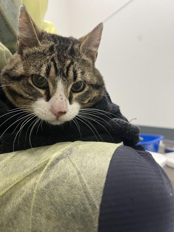 Eddie, a Adoptable mixed breed in Sechelt, BC image 3/3