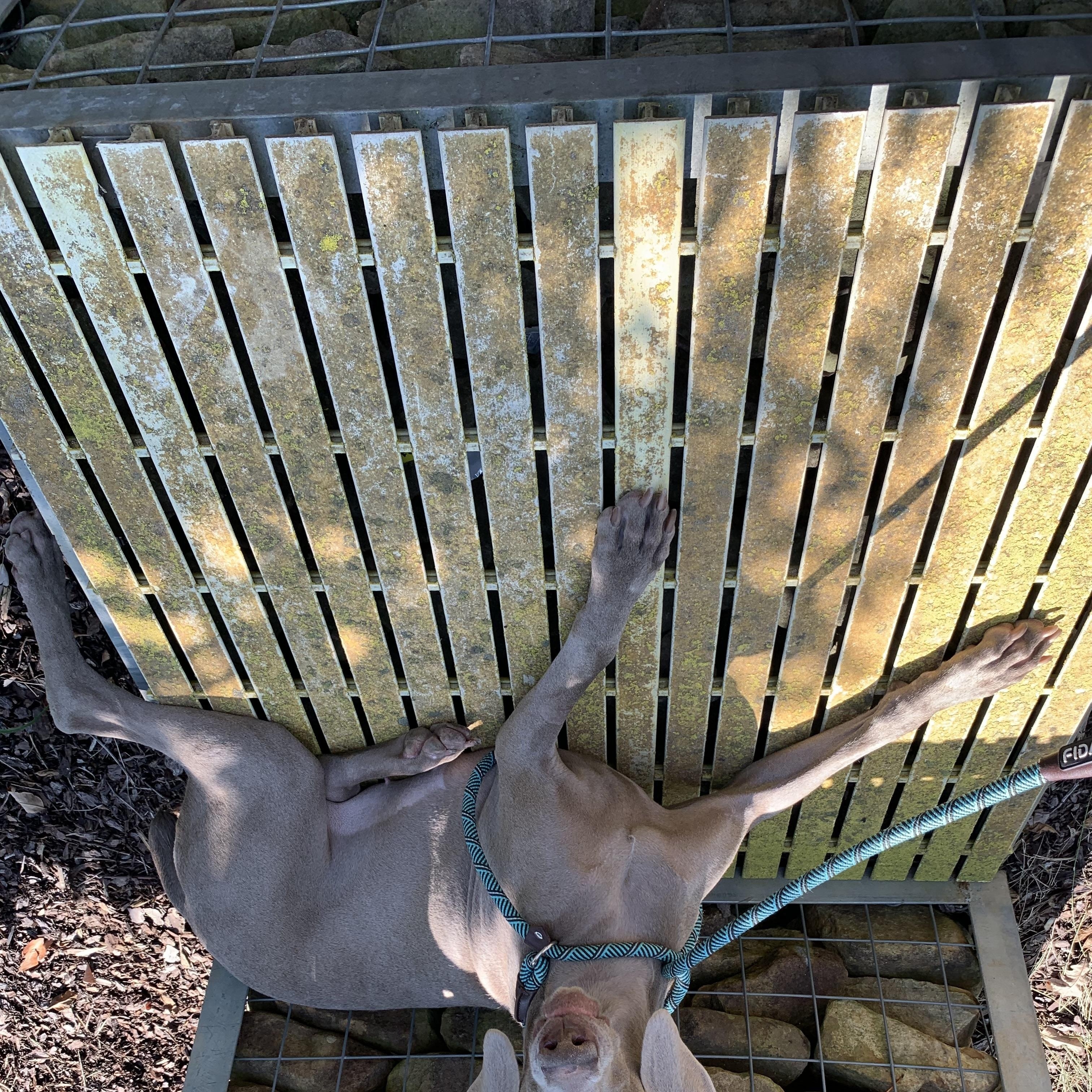Enlarge Abigail, a Adoptable Weimaraner in Birmingham, AL image 4/4