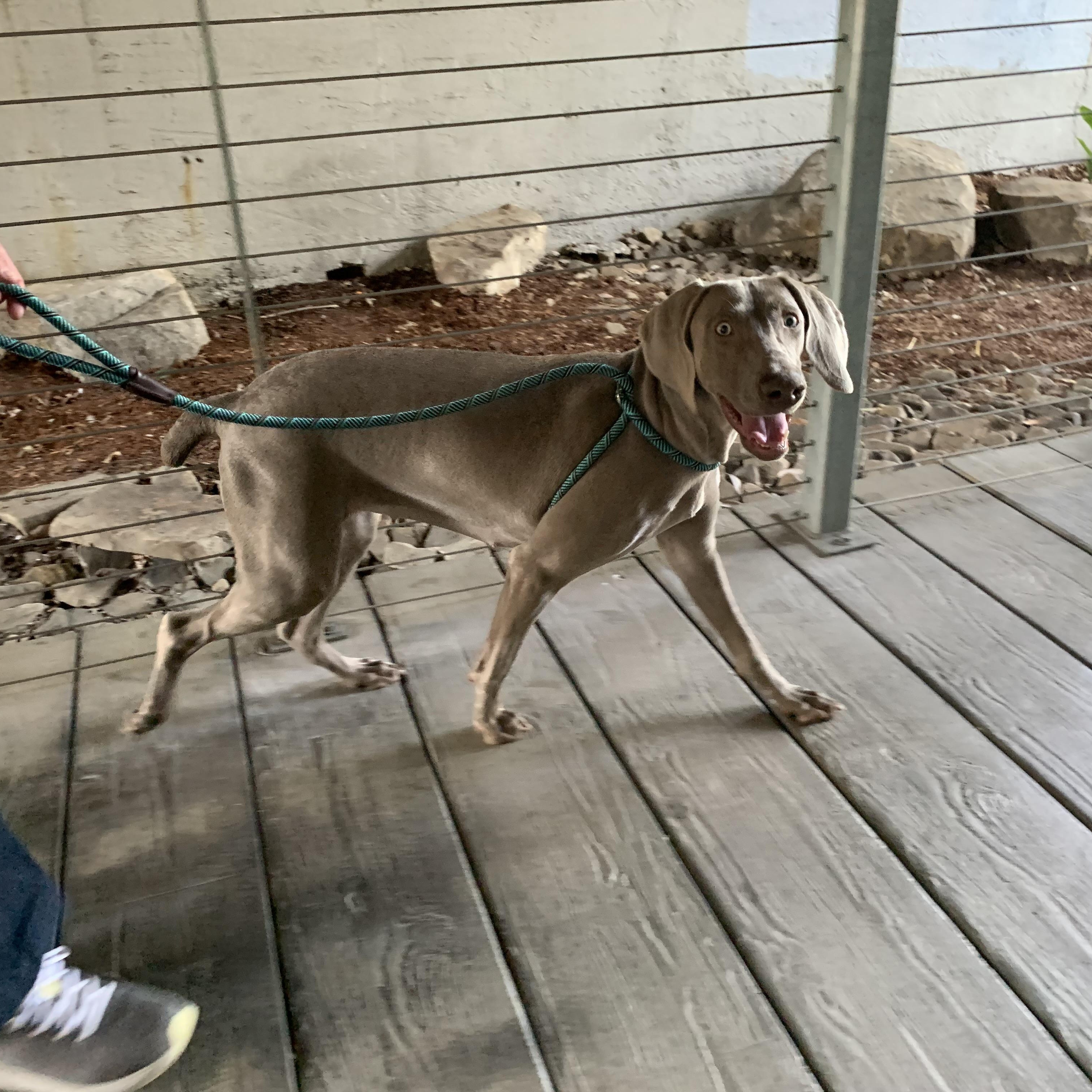 Enlarge Abigail, a Adoptable Weimaraner in Birmingham, AL image 3/4