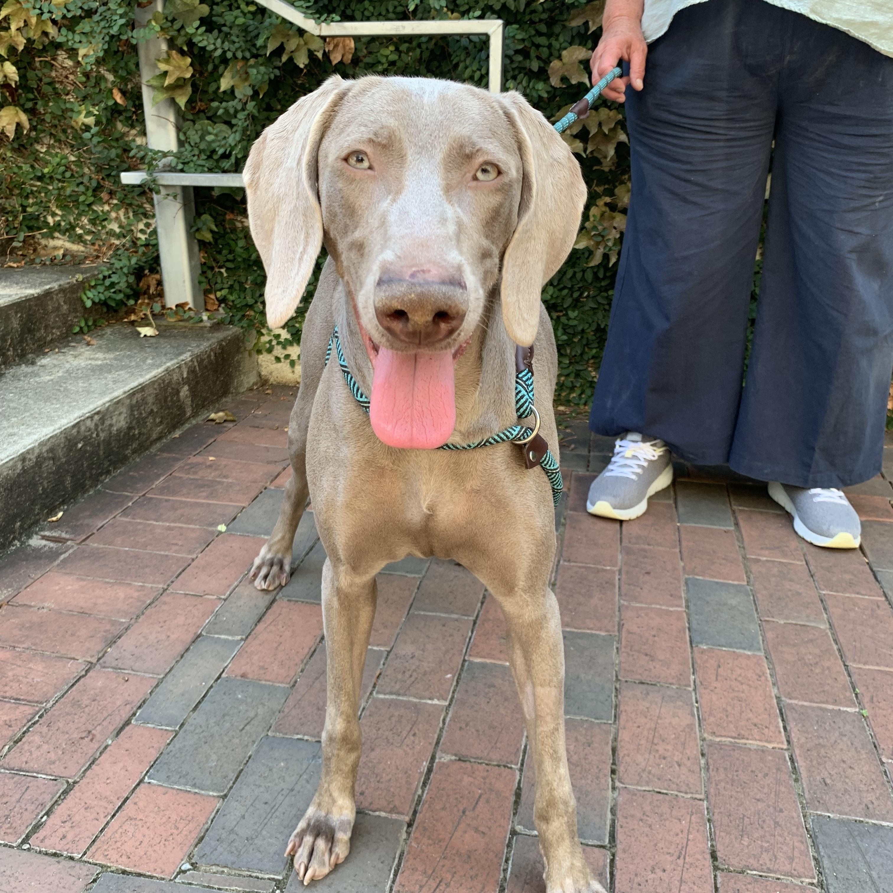 Enlarge Abigail, a Adoptable Weimaraner in Birmingham, AL image 2/4