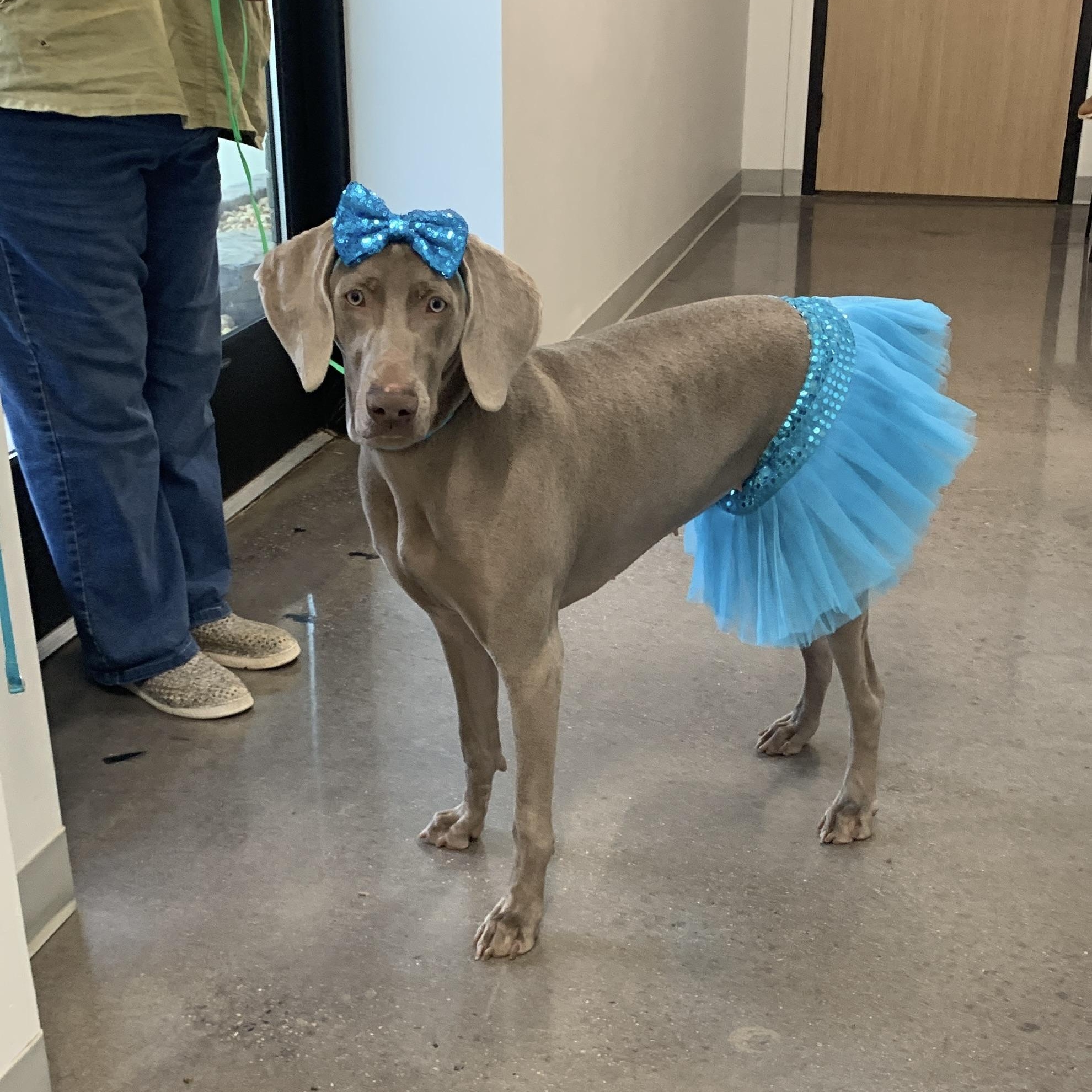 Enlarge Abigail, a Adoptable Weimaraner in Birmingham, AL image 1/4