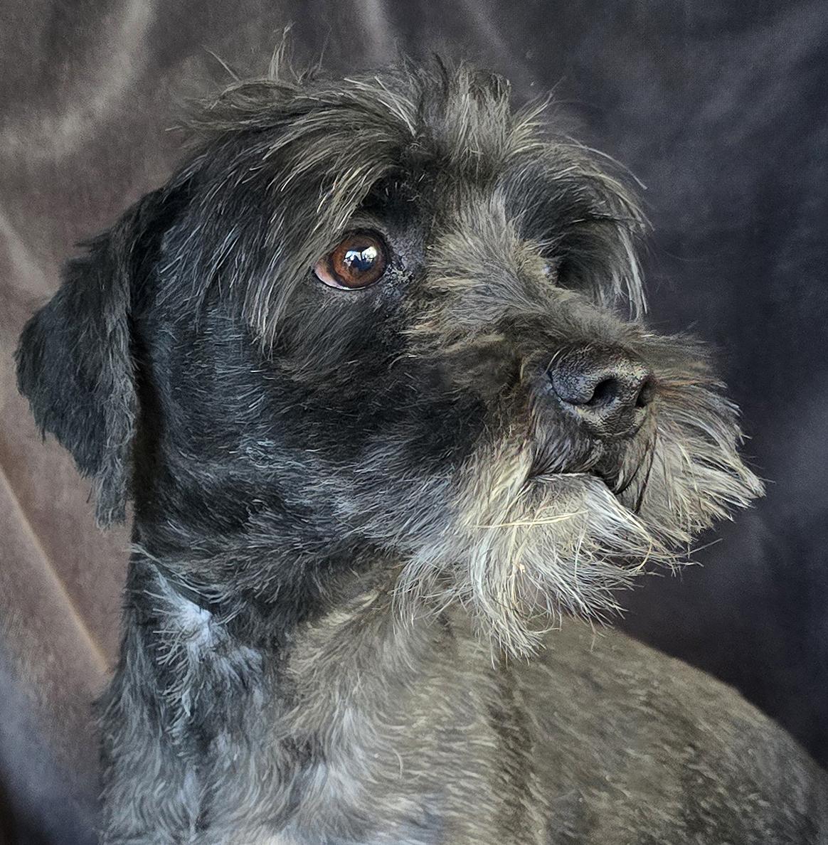 Dog available for adoption - 505-316-2089