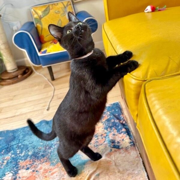 Justin Holcomb TCHS — thumbnail 2