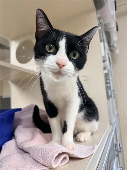 Enlarge Linda, a Adoptable mixed breed in Hutchinson, KS image 1/3