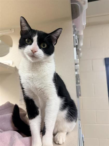 Enlarge Linda, a Adoptable mixed breed in Hutchinson, KS image 2/3