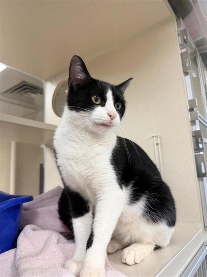 Enlarge Linda, a Adoptable mixed breed in Hutchinson, KS image 3/3