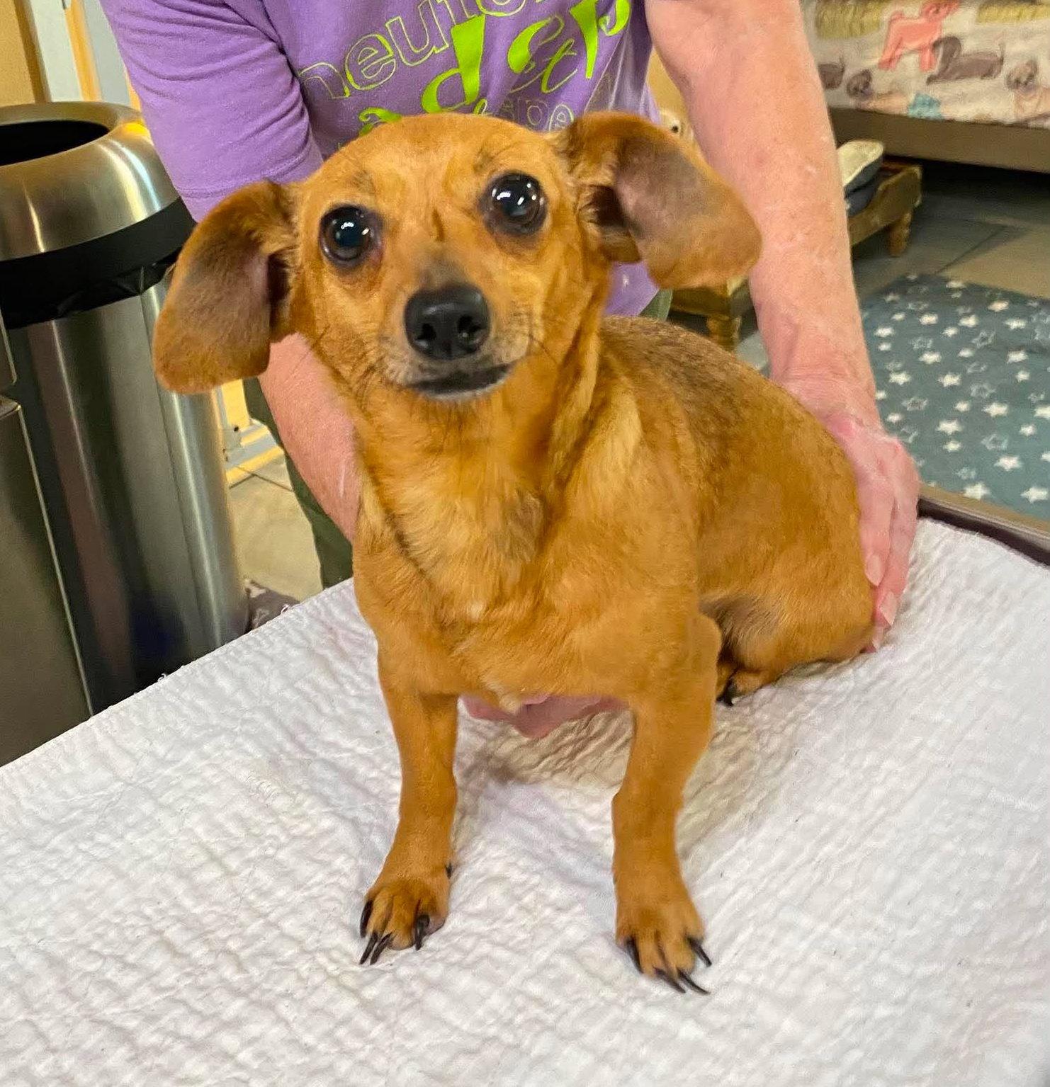 Enlarge Ya Ya (NOT YET AVAILABLE), a Adoptable mixed breed in Benton, LA image 1/1