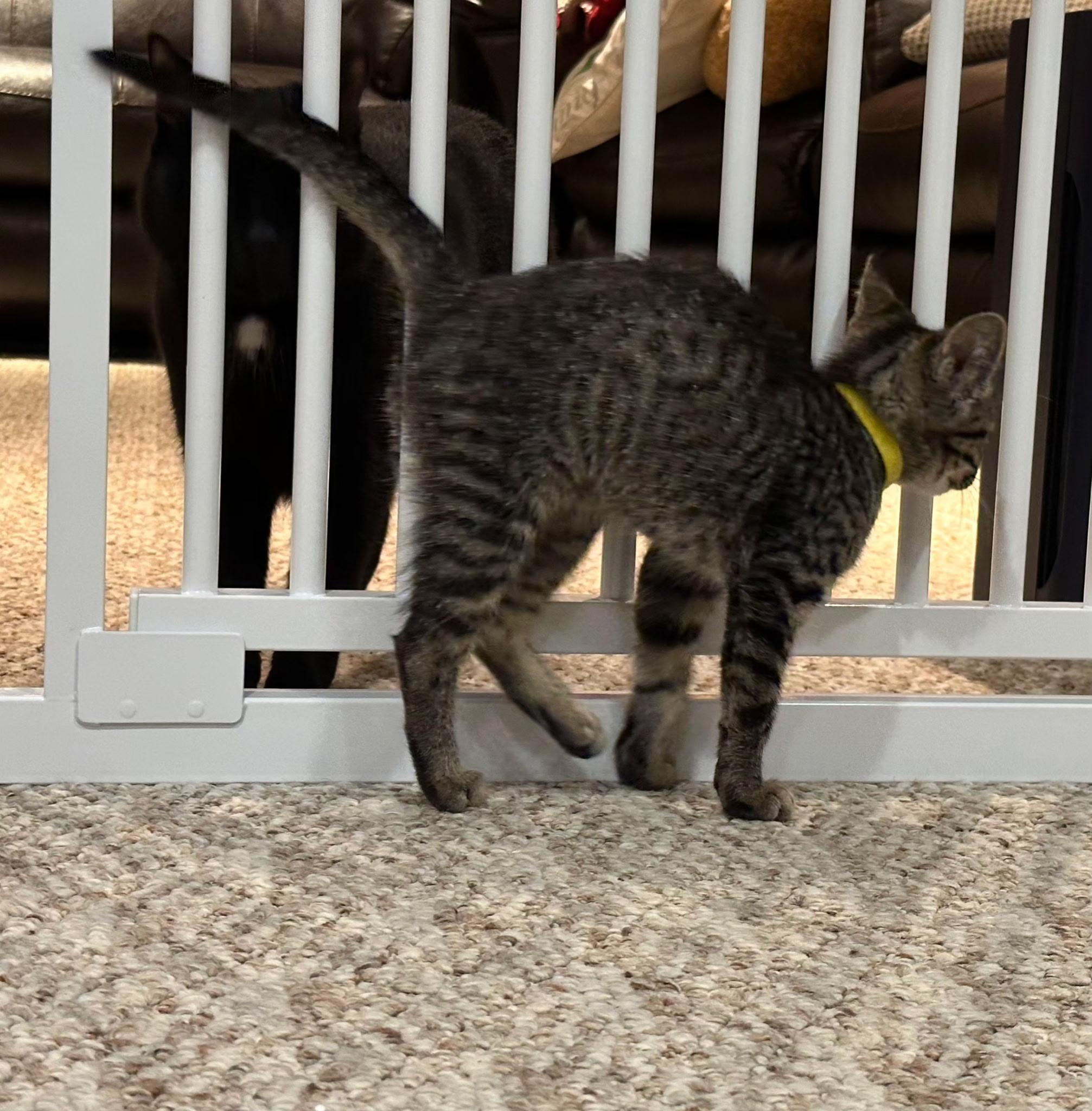 Hela, a ADOPTABLE Domestic Short Hair in Indianapolis, IN image 2/3