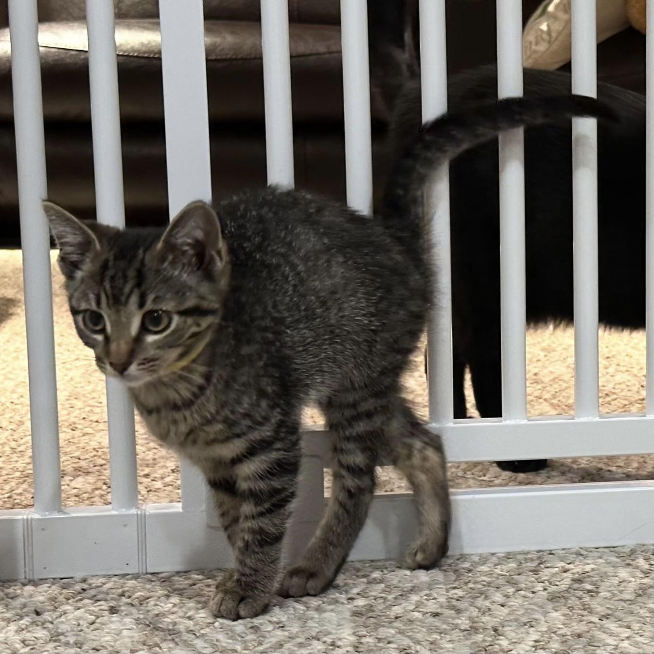 Hela, ADOPTABLE, Kitten Female Domestic Short Hair.